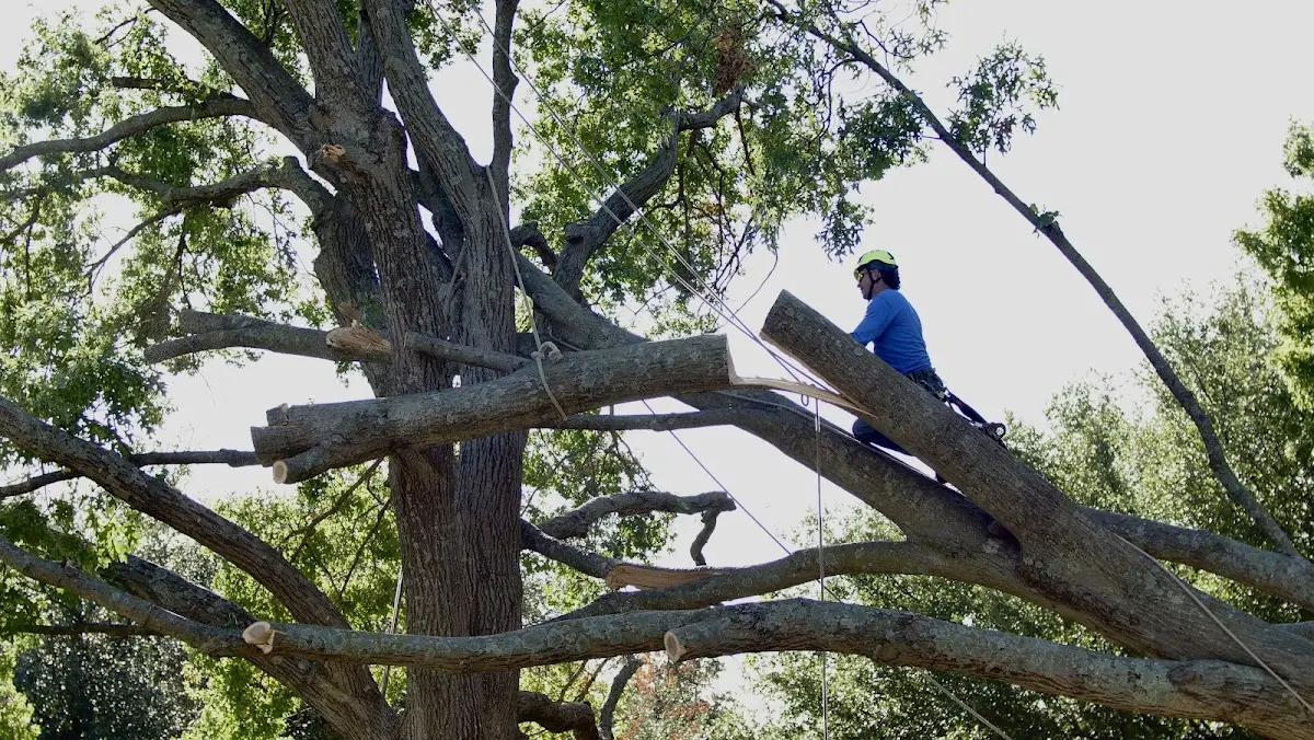 Professional Hazardous Tree Removal performed by certified arborists in Antler