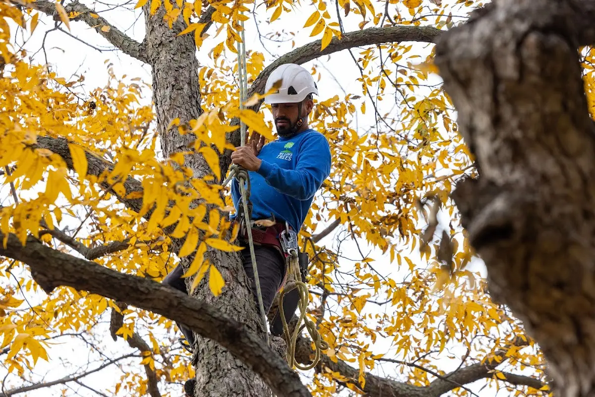 Skilled Storm Damage Cleanup crew working in Antler