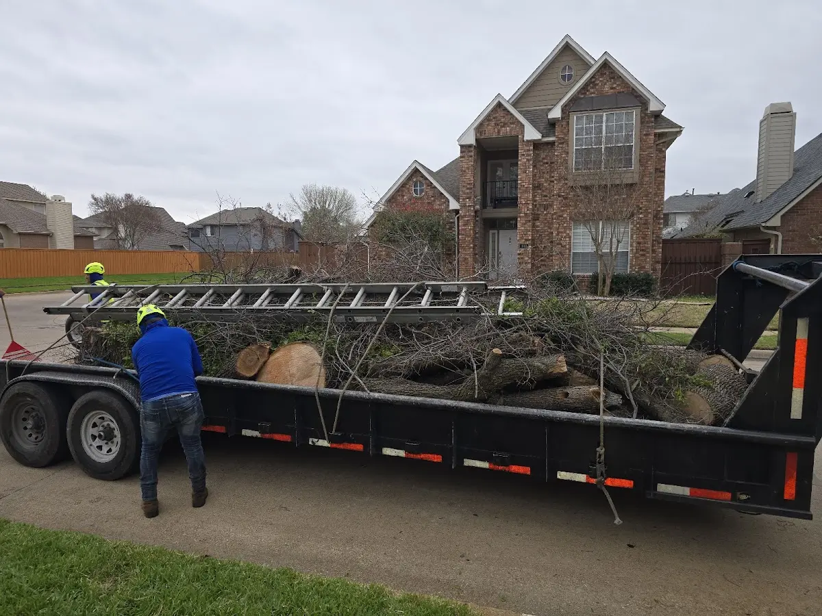 Expert Tree Pest Control with proper safety equipment in Antler